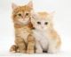 Maine Coon Cats for sale in Issaquah, WA, USA. price: NA