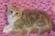 Maine Coon Cats for sale in Berkeley, CA, USA. price: NA