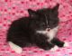 Maine Coon Cats for sale in Syracuse, NY, USA. price: NA