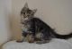 Maine Coon Cats for sale in Rochester, NY, USA. price: NA