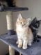 Maine Coon Cats for sale in Concord, CA, USA. price: $200