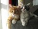 Maine Coon Cats for sale in Orlando, FL, USA. price: $400