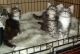 Maine Coon Cats for sale in Concord, CA, USA. price: $80