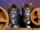 Maine Coon Cats for sale in Minneapolis, MN, USA. price: $350