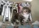Maine Coon Cats for sale in Montgomery, AL, USA. price: $300