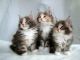 Maine Coon Cats for sale in Altheimer, AR 72004, USA. price: NA