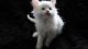 Maine Coon Cats for sale in Washington, VA 22747, USA. price: NA
