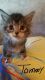 Maine Coon Cats for sale in Belleville, MI 48111, USA. price: NA