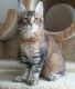 Maine Coon Cats for sale in Austin St, Houston, TX, USA. price: $300