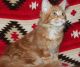 Maine Coon Cats for sale in New York, IA 50238, USA. price: NA