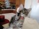 Maine Coon Cats for sale in Boise, ID, USA. price: $479