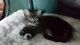 Maine Coon Cats for sale in Macomb, MI 48042, USA. price: $250