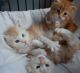 Maine Coon Cats for sale in Matawan, NJ 07747, USA. price: NA