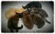 Maine Coon Cats for sale in Garfield Ave, Jersey City, NJ, USA. price: NA
