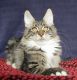 Maine Coon Cats for sale in Bangor, MI 49013, USA. price: NA