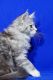 Maine Coon Cats for sale in Bangor, MI 49013, USA. price: NA