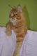 Maine Coon Cats for sale in Elk Grove Village, IL 60009, USA. price: NA