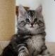 Maine Coon Cats for sale in Allenton, MI 48002, USA. price: NA