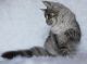 Maine Coon Cats for sale in Bradford Woods, PA 15015, USA. price: $600