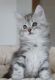 Maine Coon Cats for sale in Brandon, SD 57005, USA. price: NA