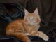 Maine Coon Cats for sale in Carteret, NJ 07008, USA. price: NA