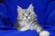 Maine Coon Cats for sale in Fremont, NE 68025, USA. price: NA