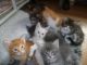 Maine Coon Cats for sale in Walnut, CA, USA. price: NA