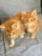 Maine Coon Cats for sale in Houston, TX, USA. price: $500