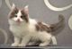 Maine Coon Cats for sale in Mississauga, ON, Canada. price: NA