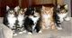 Maine Coon Cats for sale in Houston Whittier St, Detroit, MI 48205, USA. price: NA