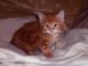 Maine Coon Cats for sale in Houston Whittier St, Detroit, MI 48205, USA. price: $560