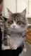 Maine Coon Cats for sale in St Paul, MN, USA. price: NA