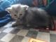 Maine Coon Cats for sale in Columbia, MD, USA. price: $850