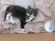 Maine Coon Cats for sale in Sacramento, CA, USA. price: $300