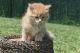 Maine Coon Cats for sale in 12550 Hudson Valley Professional Plaza, Newburgh, NY 12550, USA. price: $200