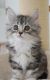 Maine Coon Cats for sale in North Charleston, SC, USA. price: $600