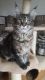 Maine Coon Cats for sale in North Charleston, SC, USA. price: $600