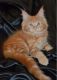 Maine Coon Cats for sale in Scranton, PA, USA. price: $600