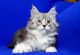Maine Coon Cats for sale in Wichita, KS, USA. price: $600