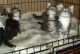 Maine Coon Cats for sale in Mobile Hwy, Bellview, FL 32526, USA. price: NA