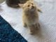 Maine Coon Cats for sale in New Jersey St, Los Angeles, CA 90033, USA. price: NA