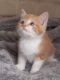 Maine Coon Cats for sale in Arlington, VA, USA. price: NA