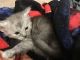 Maine Coon Cats for sale in Bronxdale Ave, Bronx, NY 10462, USA. price: $400