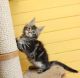 Maine Coon Cats for sale in Las Vegas, NV, USA. price: NA