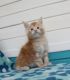 Maine Coon Cats for sale in Jacksonville, FL, USA. price: NA