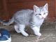 Maine Coon Cats for sale in Atlanta, GA, USA. price: NA