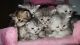 Maine Coon Cats for sale in Huntsville, TX, USA. price: NA