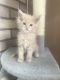 Maine Coon Cats for sale in Chicago Heights, IL, USA. price: NA
