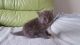 Maine Coon Cats for sale in Houston, TX, USA. price: NA