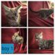 Maine Coon Cats for sale in Pittston, PA, USA. price: NA